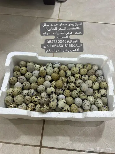 بيض سمان 0