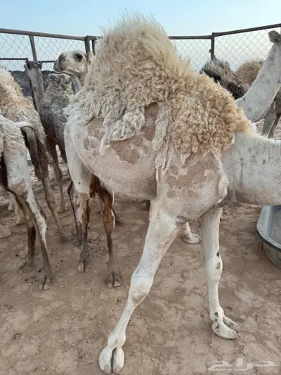 للبيع قعدان 4