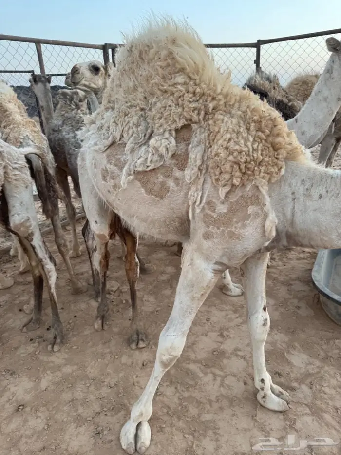 للبيع قعدان 4