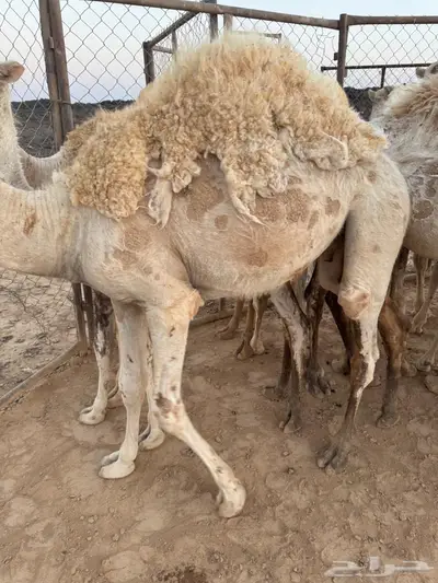 للبيع قعدان 3