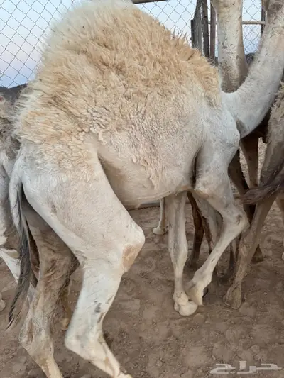 للبيع قعدان 2