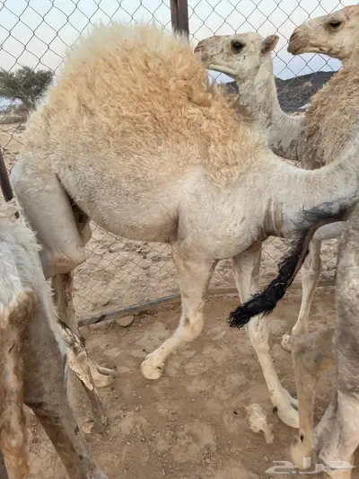 للبيع قعدان 1