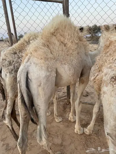 للبيع قعدان 0