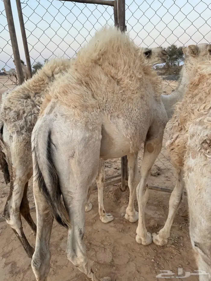 للبيع قعدان 0