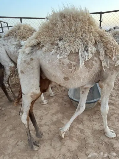 للبيع قعدان 5