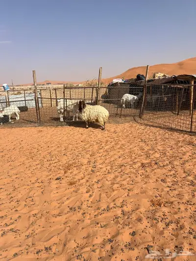 نعيميه حايل 1