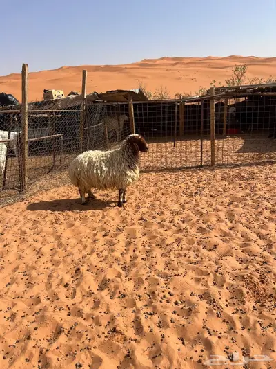 نعيميه حايل 2