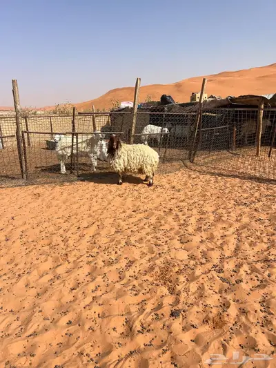 نعيميه حايل 3