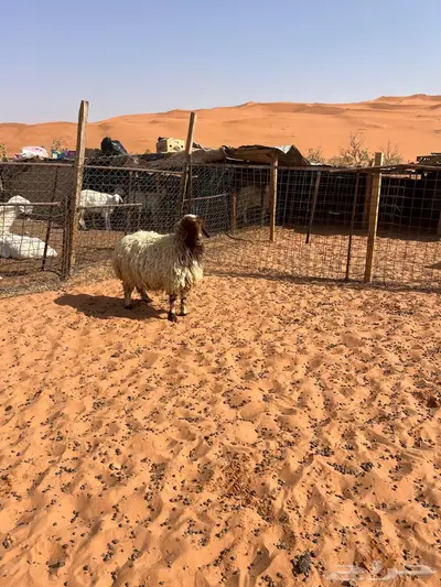 نعيميه حايل 0
