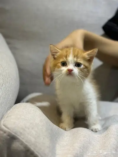 قطط شيرازي للبيع 0