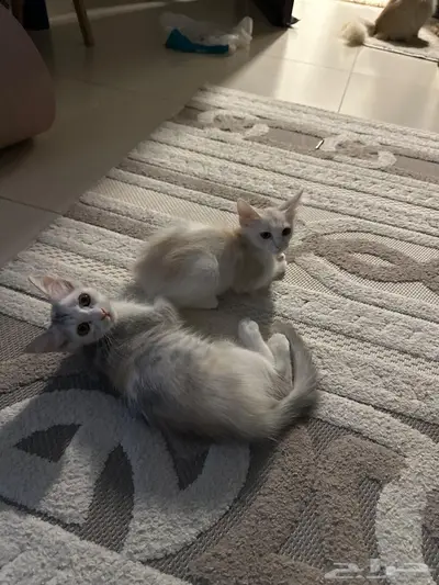 قطط بسس ام 4 اطفال 3
