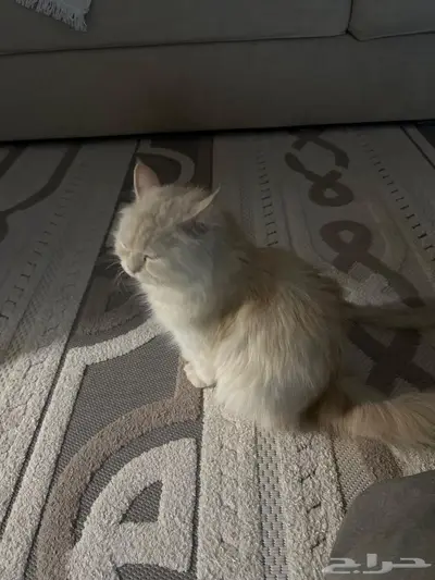 قطط بسس ام 4 اطفال 0