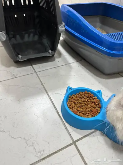 قطط بسس ام 4 اطفال 4