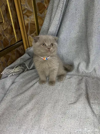 سكوتش فولد ليلاك 0