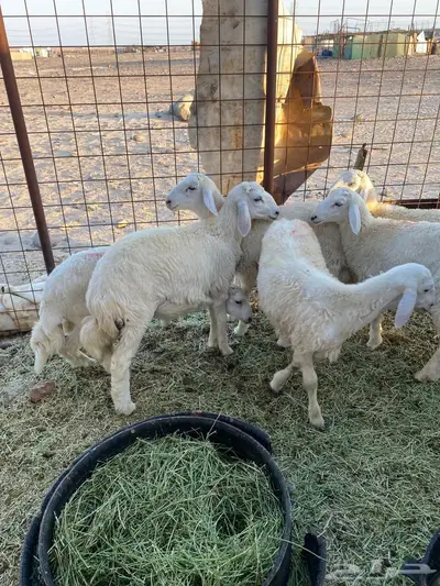 طليان العدد 6 5