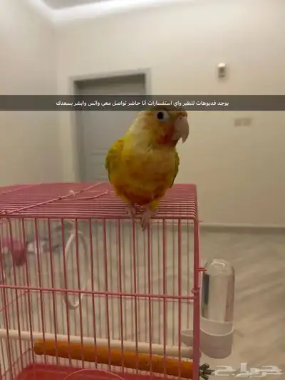 للبيع ببغاء أليف جدا  لعوب  كنيور صن شيك رد فاكتور مع ملحقات 1