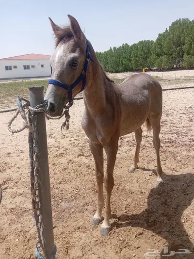 مهر شعبي 0