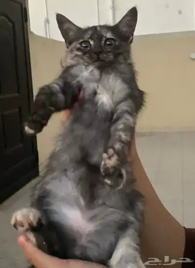 قط للتبني 0