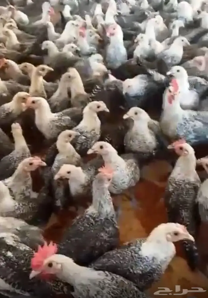دجاج فيومي سوبر جامبو 1