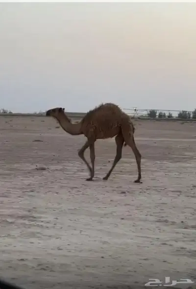 حاشي بكره العمر حول 6 شهور 0