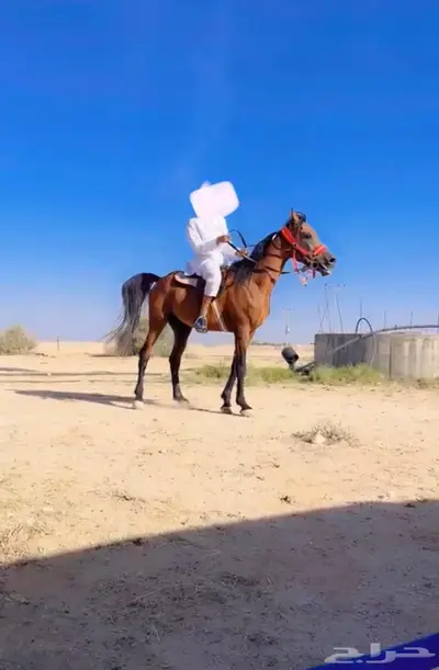 حصان جميل ركوب وطبع شرطض 0