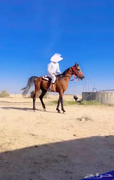 حصان جميل ركوب وطبع شرطض 1
