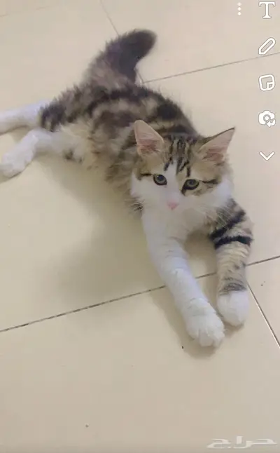 قطة لتبني 1