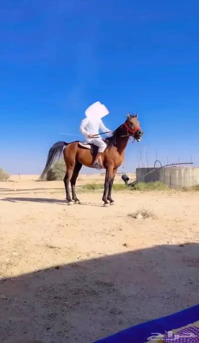 حصان جميل ركوب وطبع شرطض 2