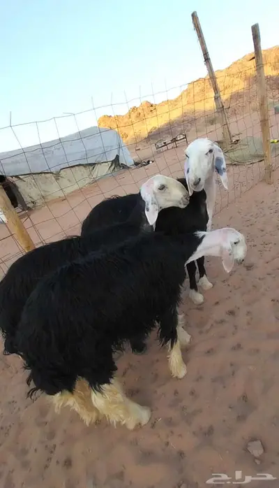 ثلاث رخال نجد 3
