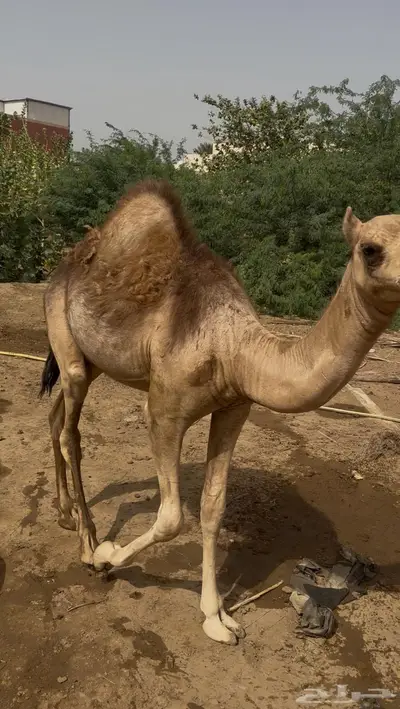 غرب صبيا 1