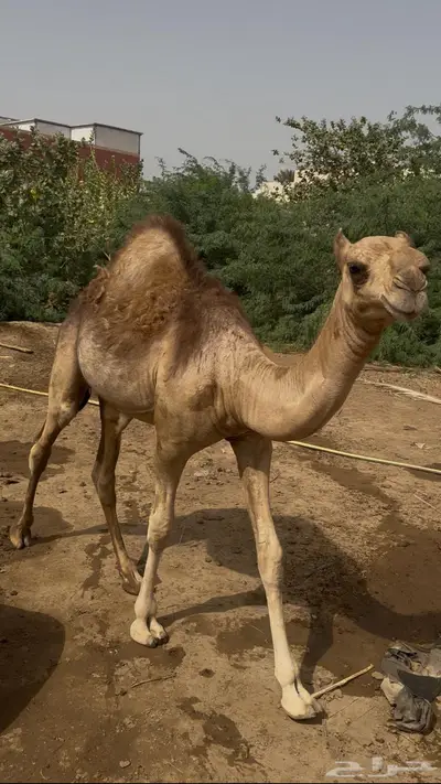 غرب صبيا 0
