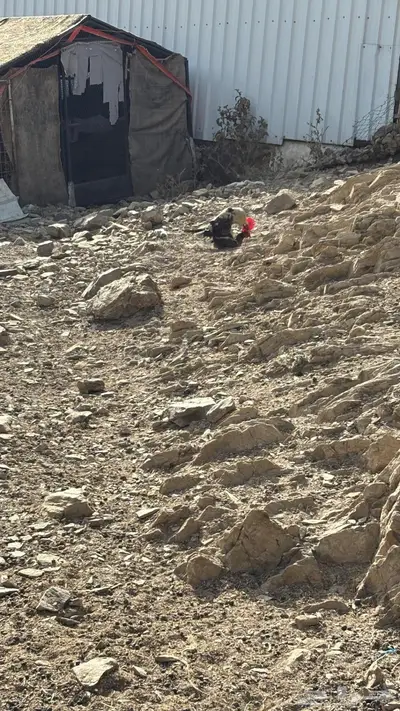 للبيع دجاج ابراهما وبلدي 0