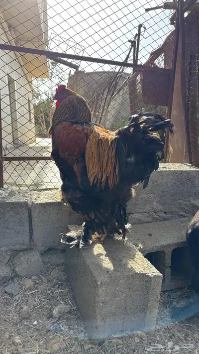 للبيع دجاج ابراهما وبلدي 1
