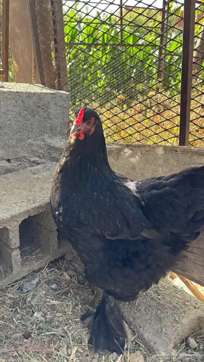 للبيع دجاج ابراهما وبلدي 4