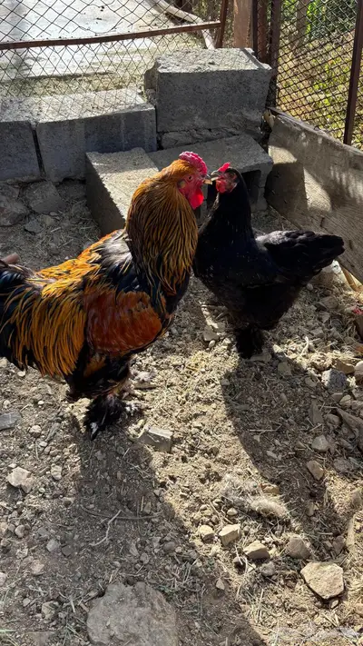 للبيع دجاج ابراهما وبلدي 2