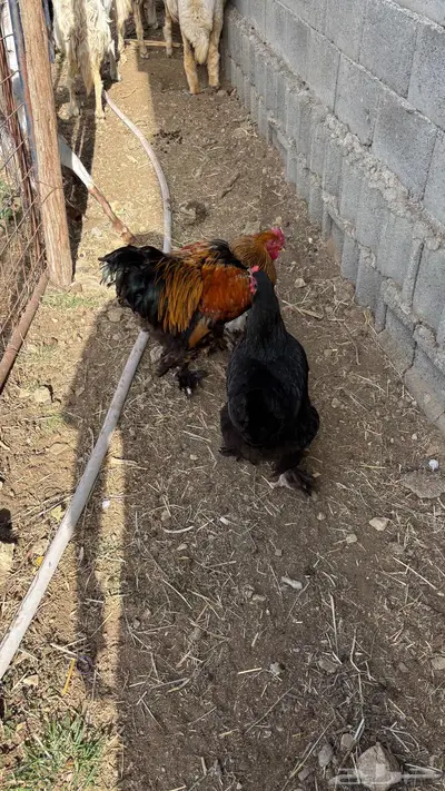 للبيع دجاج ابراهما وبلدي 6