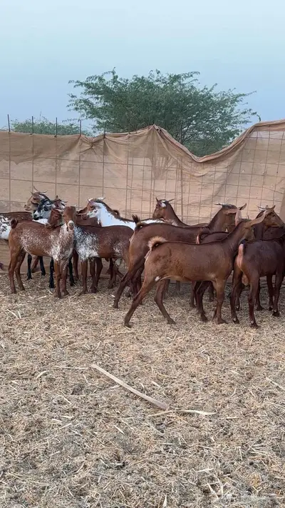 جفار وتيوس دهم ووشح 7