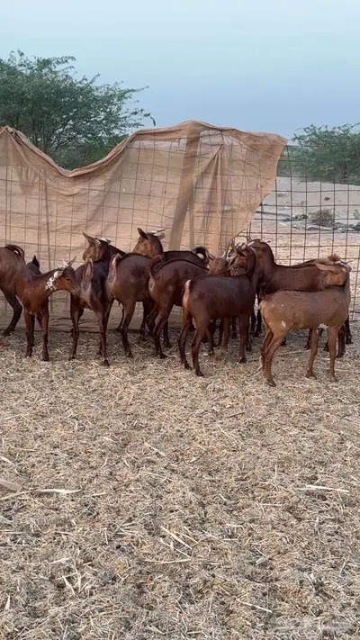 جفار وتيوس دهم ووشح 3