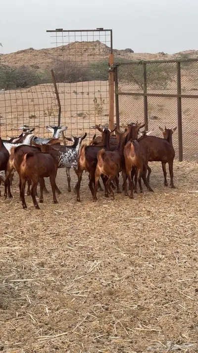 جفار وتيوس دهم ووشح 6