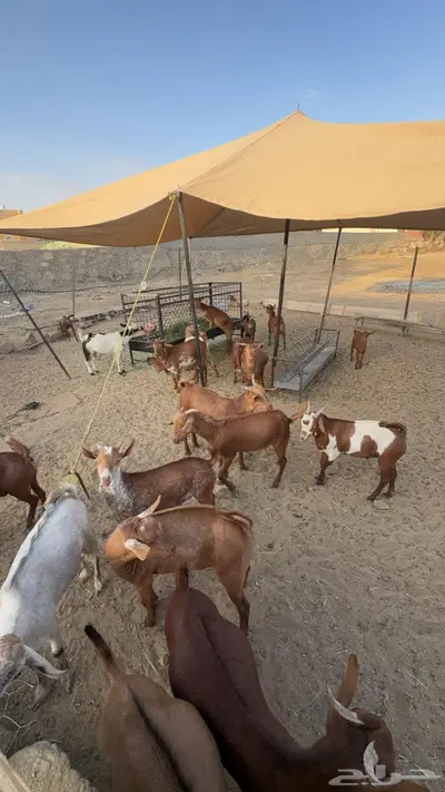 تيوس للبيع 3