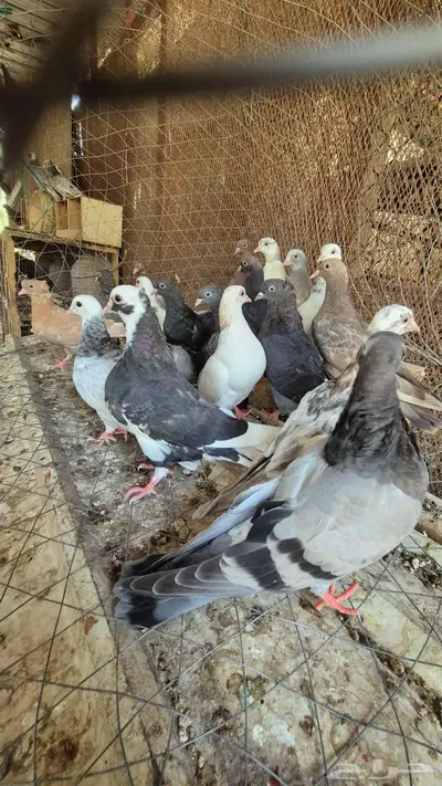 حمام قلابي قطايف 22
