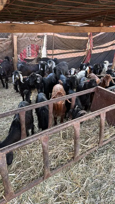 تيوس مندي طيبه(تم البيع) 2
