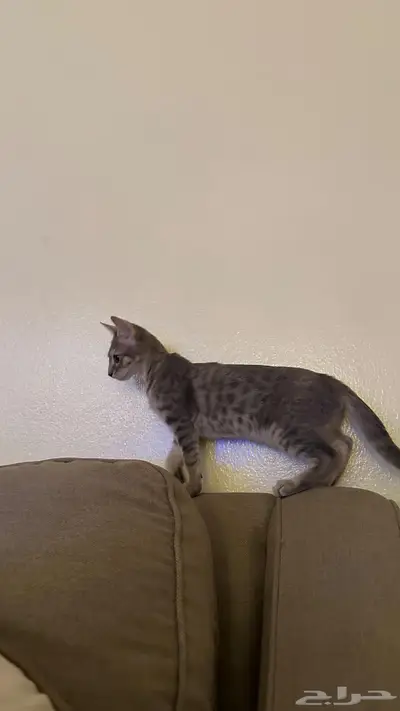 قط للبيع 4