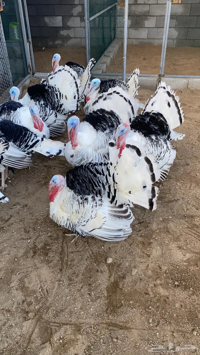 فروخ رومي سلالة Royal palm المكسيكيه 4