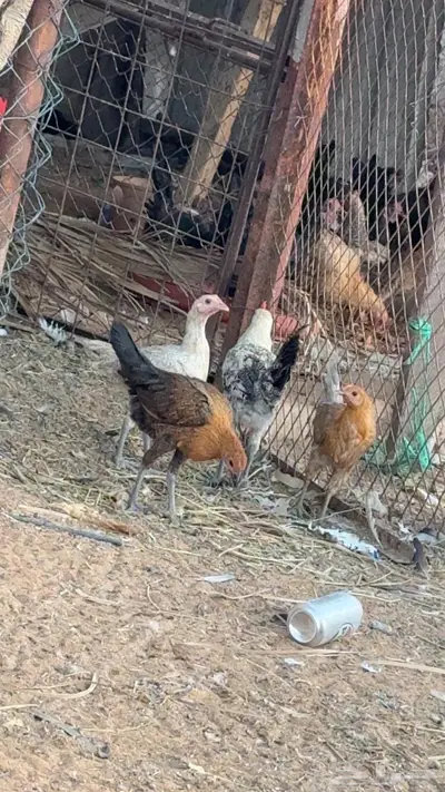 دجاج بلدي وفيومي 1
