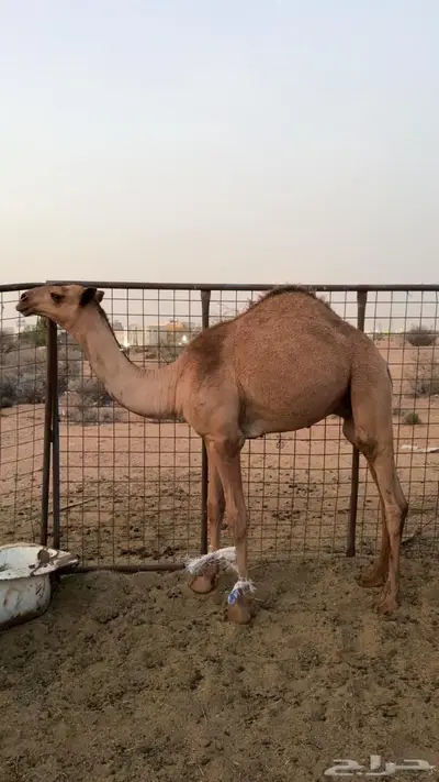 عقود عمره سنه الصحه شرط 0