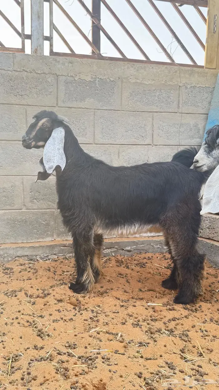 العبدالله للذبايح 5