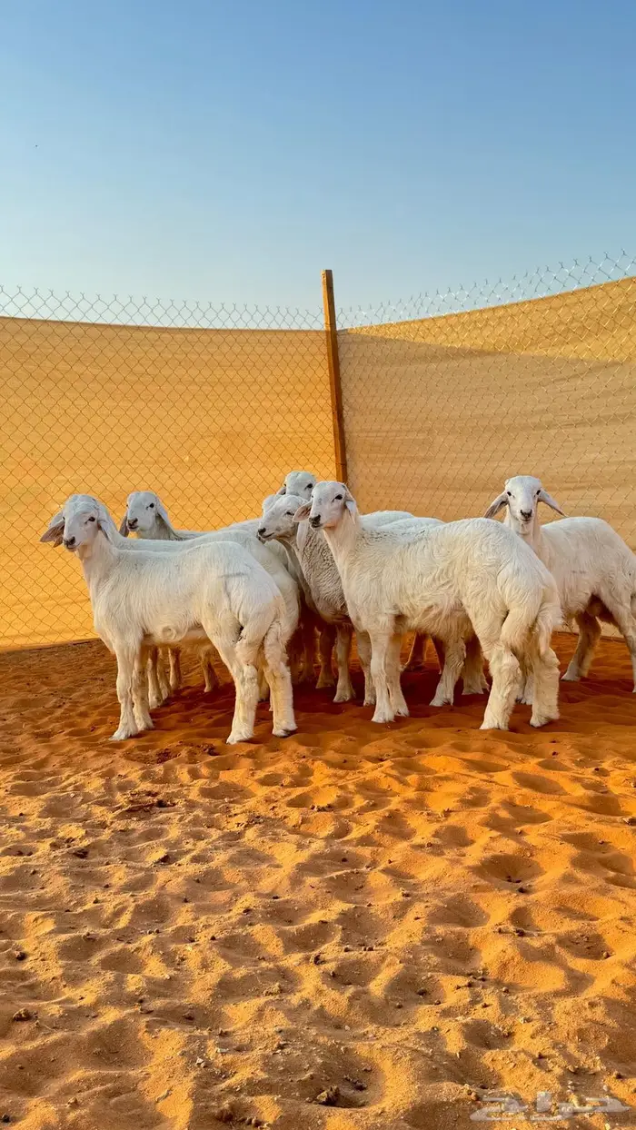 العبدالله للذبايح 1