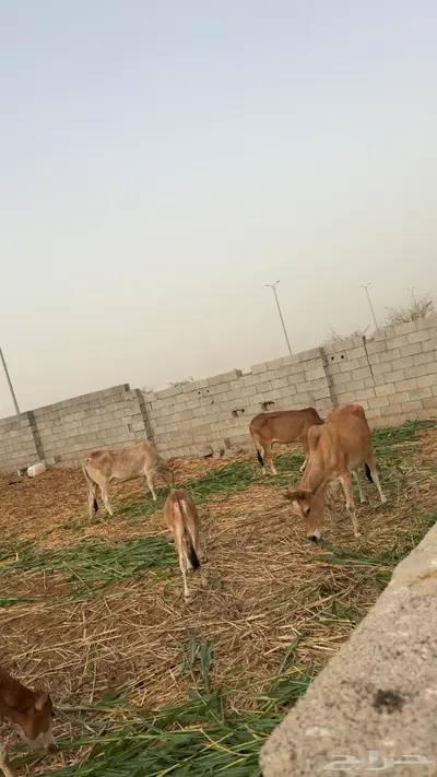بقر مناتيج 2