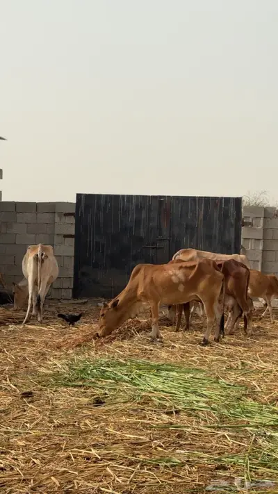 بقر مناتيج 1